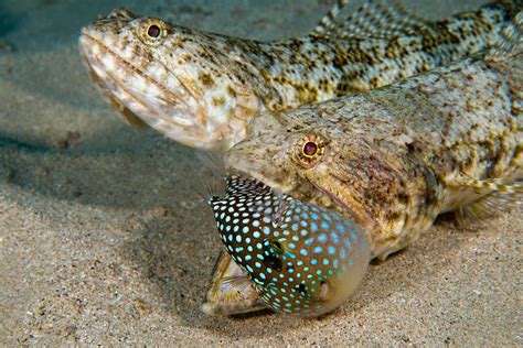 Hawaiian Lizardfish With Spotted Toby Chuck Babbitt Flickr