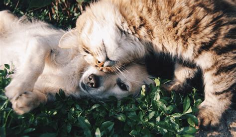 The Best Ways to Introduce a Dog to a Cat: Tips for Achieving