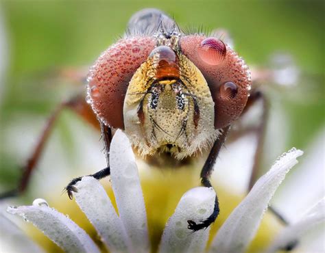 A Fly Captured By Macro Photographer Alberto Ghizzi Panizza All