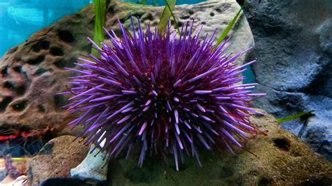 Purple Sea Urchin Vic High