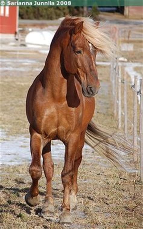 images  finlands finnhorse  pinterest horse breeds trotter  horses