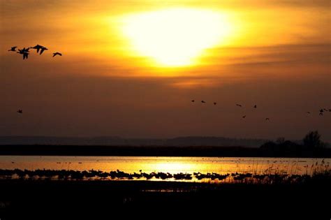 飞舞的鸟类剪影图片 日落时河边上飞舞的鸟素材 高清图片 摄影照片 寻图免费打包下载