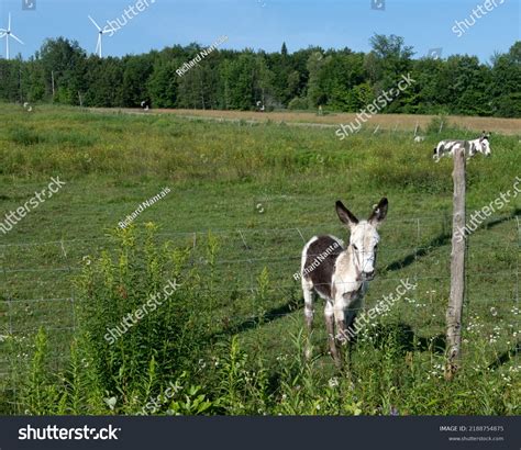 Baby Donkey Field Wind Turbines Background Stock Photo 2188754875
