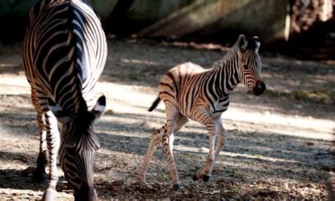 Yangon Zoo Welcomes Newborn Plains Zebra Global Times