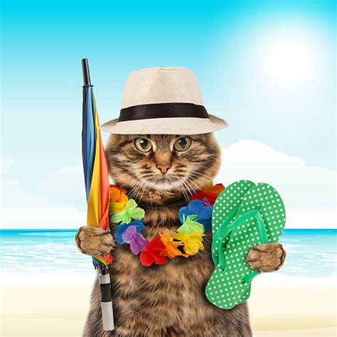 Royalty Free Funny Vacation Pictures Images And Stock Photos Istock
