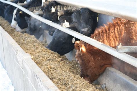 Adjusting Cattle Rations For Increased Protein Feed Costs Quality