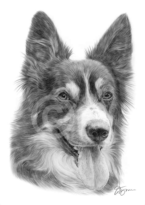 Pencil Drawing Of An Adult Border Collie By Uk Artist Gary Tymon