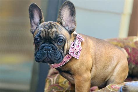 Because this is an inherited disorder, risks include a the mean age for walking in boys with duchenne muscular dystrophy is 18 months. French Bulldog | Savory Prime Pet Treats