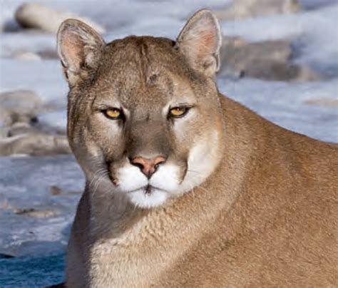 Animal Facts Cougar Canadian Geographic