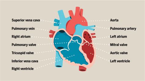 It is composed of many different types of cells that together create tissues and subsequently organ systems. Anatomy of a Human Heart in 2020 | Medical illustration ...