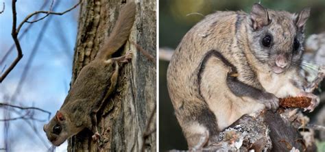 5 Types Of Squirrels That Live In Minnesota 2023 Bird Watching Hq