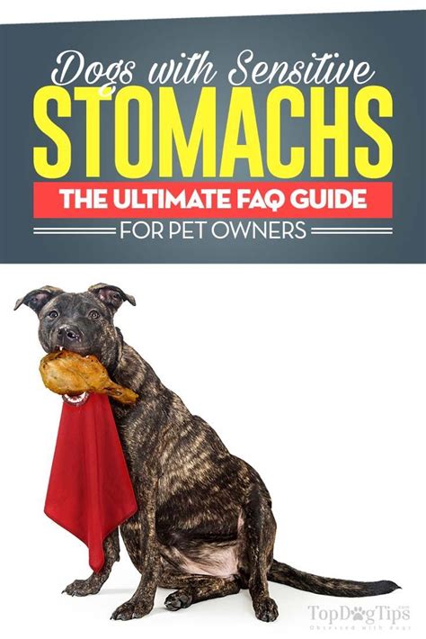 4 best foods to feed a puppy goldendoodle. Dogs with Sensitive Stomachs: What Pet Owners Must Know ...