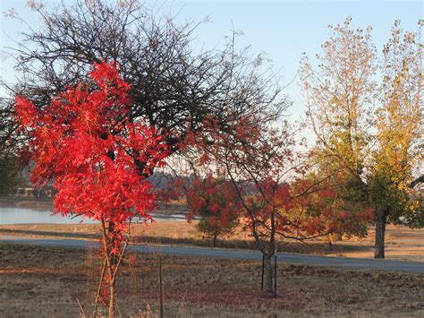 Park has 99 spacious sites near four small fishing ponds and the lake. Lake Camanche Begins to Perc - California Fall Color