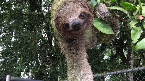 Cute Sloth Reaches Out For A Hug Youtube