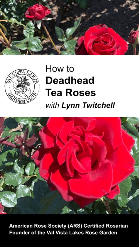 One of my rose bushes had been sick. Rose Garden | VVL Garden Club
