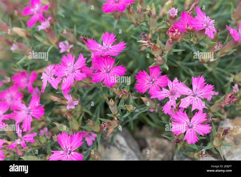 Gebirgsnelke Nelke Dianthus Haematocalyx Ssp Pindicola Alpine Pink