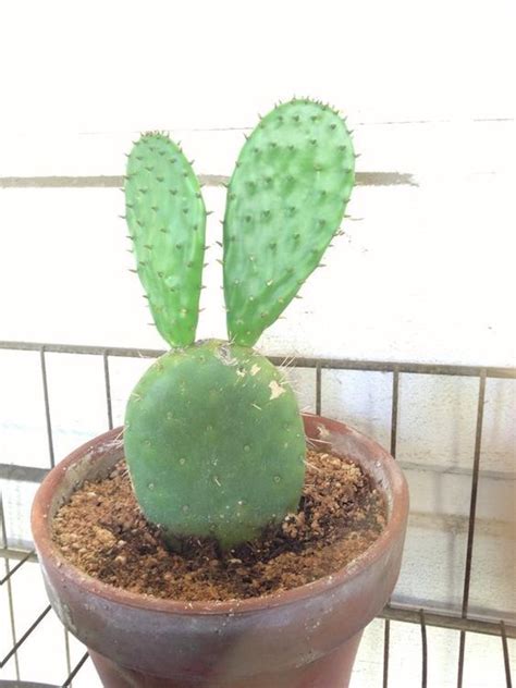 A parent plant produces an identical offset, which is usually a small clump, that you can divide and grow. Pinterest | Propagating cactus, Succulent cuttings, Cacti ...