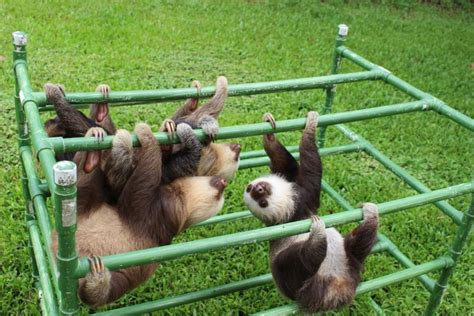 This Group Of Rescue Baby Sloths Has A Squeaky Conversation And Its