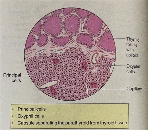 Anatomy And Histology Of The Thyroid Gland My XXX Hot Girl