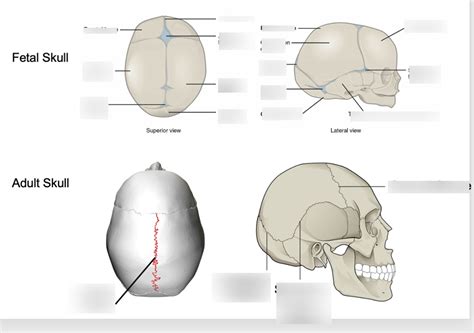 Fetal Vs Adult Skull Diagram Quizlet
