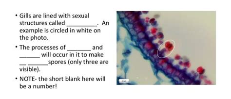 Meiosis can be divided into nine stages. TERMINOLOGY TO KNOW 1) Mycelium 2) Hyphae 3) Plasm ...