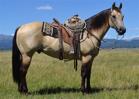 Discover buckskin horses for sale in texas on america's biggest equine marketplace. Pin by Mattea Brendemuehl on Horses | Roping horses for ...