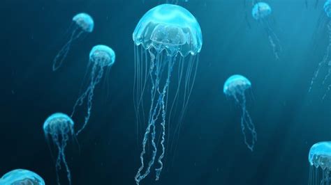 World Jellyfish Day 2023 What Do You Know About Jellyfish Bbc Newsround