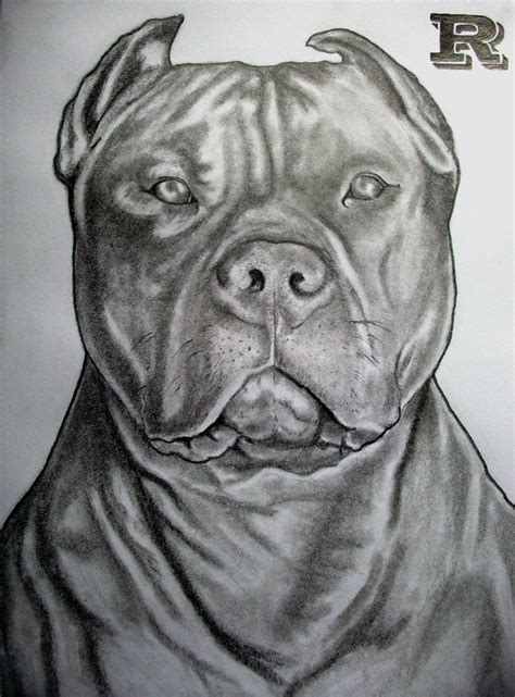 How To Draw A Pitbull Head
