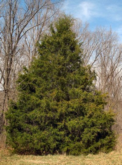 Cedar tree photo category you will find lots of beautiful pictures of cedar trees. Using Red Cedar Poles - Karen Goat Keeper