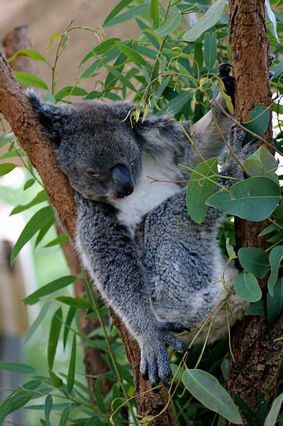Best Koala Sleeping Animal Laziness Stock Photos Pictures And Royalty