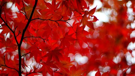 Acer Japonicum Amur Maple Maple Leaves Glare Red Branches 4k Hd