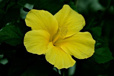 Yellow Hibiscus Flower Plant Free Photo On Pixabay Pixabay