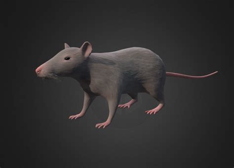 Rat Lowpoly 3d Model Low Poly Cgtrader