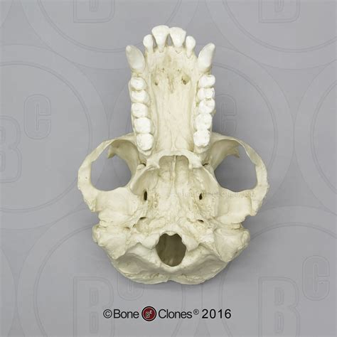 Adult Male Chimpanzee Skull Bone Clones Inc Osteological