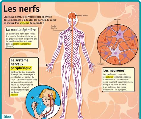 Educational Infographic Fiche Exposés Les Nerfs Infographicnow