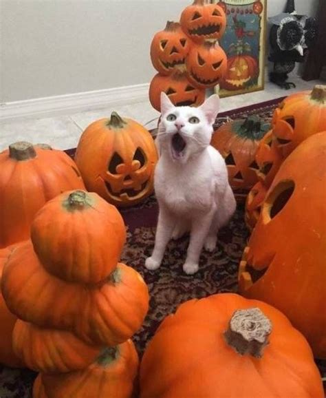 Omg Its Halloween Again Funny Animal Memes Funny Animal Pictures