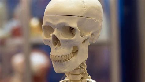 Many small accessory bones, such as some sesamoid bones, are not included in this count. Temporal bone: Anatomical diagram, function, and injuries