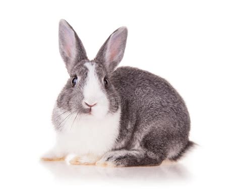 Front View Of A Rabbit Isolated On White Stock Photo Image Of
