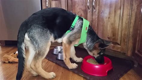 Sizzlng summer savings for up to 40% off ends in 16 hours. 5 Best Dog Food for German Shepherds Reviews (Updated 2019 ...