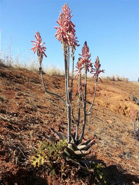 Aloe Davyana In Flower Maropeng South Africa July 2014 Aloes