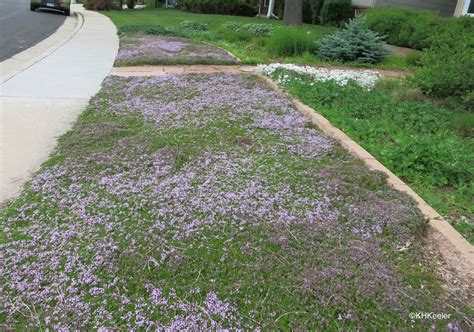 A Wandering Botanist Plant Story Thyme Lawn