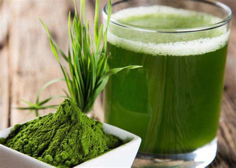 Barley grass juice is most concentrated & nutrient dense form: 100 Mesh Green Health Powder Barley Grass Juice Powder For Food Supplement