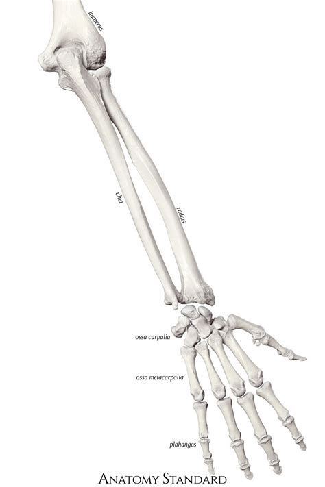 Bones Of The Forearm And Hand The Back View Arm Bones Human Anatomy
