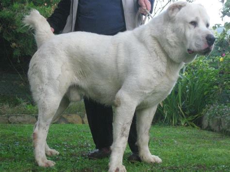 Xoloitzcuint #canecorso #weimaraner #alabai #shibainu #chihuahua #sccotishterrier #pomeranian #bostonterrier #pitbull #pinscher #dachshund. 90 best | Alabai # Central Asian Ovcharka | images on ...