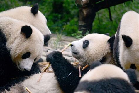 Eats Shoots And Rarely Breeds Giant Pandas ‘still At Risk South