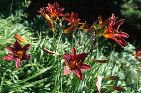 This process rids perennials of their old foliage to make room for new growth and flowers. perennials flower plant care winter | The Old Farmer's Almanac