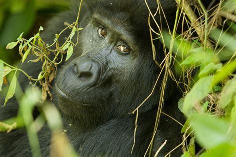 Urth Caffé And Ugandas Endangered Mountain Gorillas Urth Caffé