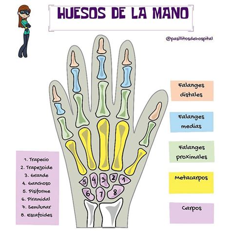 Pasillitos De Hospital En Instagram Hoy Un Poco De Anatom A Huesos De La Mano