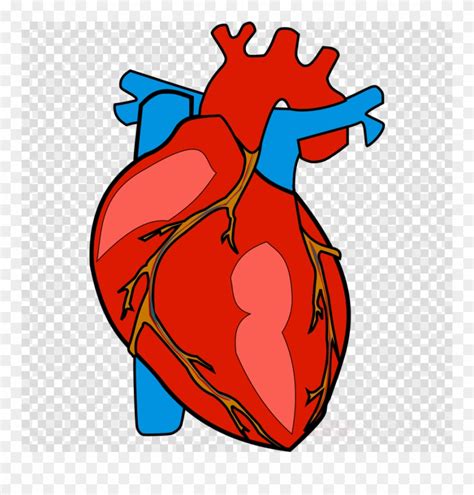 Human Heart Clipart Heart Clip Art Human Body Heart Clipart Png