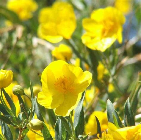 Making a choice in this situation is sometimes difficult. Catalina Island Bush Poppy | California native garden ...